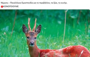 Μπομπολάκη, bobolaki