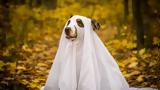 Ghosting,