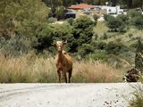 Οδηγός, Χανιά -,odigos, chania -