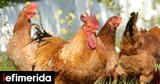 Νέος, Βουλγαρία, Ελλάδα,neos, voulgaria, ellada