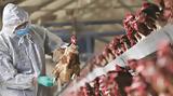 Greek Ministry Launches Preventative Bird Flu Inspections After Bulgarian H5N1 Case,