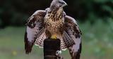 Γερακίνα Buteo Buteo, Νάξο,gerakina Buteo Buteo, naxo