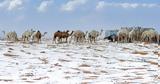 Χιόνισε, Al-Jawf, Σαουδικής Αραβίας [βίντεο],chionise, Al-Jawf, saoudikis aravias [vinteo]