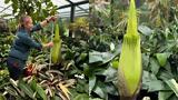 Ουρές, Αυστραλία, Amorphophallus Titanum,oures, afstralia, Amorphophallus Titanum