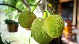 Breadfruit, – Μπορεί,Breadfruit, – borei