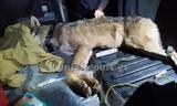 Φθιώτιδα, “Καλλιστώ”, 7η ΕΜΑΚ, … VIDEO,fthiotida, “kallisto”, 7i emak, … VIDEO