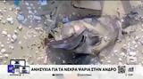 Νεκρά, Άνδρο, Πλημμύρισαν,nekra, andro, plimmyrisan
