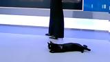 Γατούλα, ΣΚΑΪ, Video,gatoula, skai, Video
