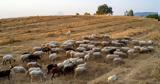 Εντοπίστηκε, Άνδρο - Θανατώνονται,entopistike, andro - thanatonontai