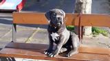 Cane Corso, Ευφυέστατος,Cane Corso, effyestatos