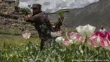Αφγανιστάν, Αποδίδει,afganistan, apodidei