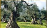Ηράκλειο, Κατήγγειλε,irakleio, katingeile