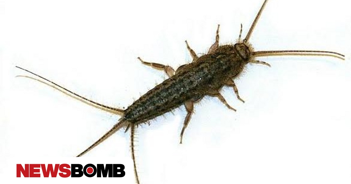 Psaraki Insect 'Εντομο «ψαράκι»: Αν το βρείτε στο μπάνιο σας, έχετε πρόβλημα - 'entomo ...
