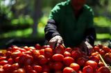 Ντοματοπελτέδες Ιταλίας,ntomatopeltedes italias