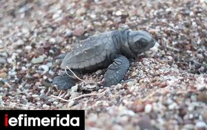 Five, -caretta, 2024, Pachia Ammos, Crete