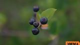 Αρώνια, Λέσβο,aronia, lesvo