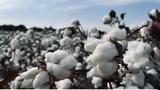 Ολοκληρώθηκε, EUCOTTON,oloklirothike, EUCOTTON