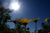 Συνεχίζονται, Αλκυονίδες – Μέχρι, 18°C,synechizontai, alkyonides – mechri, 18°C