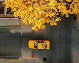 Πράσινα Ταξί, Παρατείνεται,prasina taxi, parateinetai