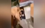 Κομοτηνή, Εκφόβισαν, Κασιδιάρης VIDEO,komotini, ekfovisan, kasidiaris VIDEO