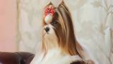 Russian Salon Dog, Ρωσία,Russian Salon Dog, rosia