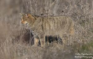 Αγριόγατος, Λίμνη Κερκίνη –, Ελλάδα, agriogatos, limni kerkini –, ellada