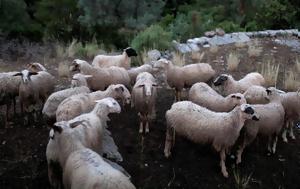Κρητικοί, Αθήνα, kritikoi, athina