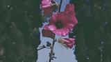 Βραβείο, Sundance, “The Flowers Stand Silently Witnessing”, Τεό Παναγόπουλου,vraveio, Sundance, “The Flowers Stand Silently Witnessing”, teo panagopoulou