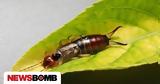 Να είστε πολύ προσεκτικοί με το έντομο earwig: Τι σημαίνει αν το βρείτε στον κήπο σας,