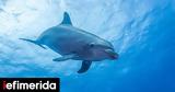 Controversy Over Planned Transfer, Dolphins, Greek Zoo,U S, Aquarium