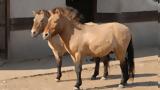 Przewalski,