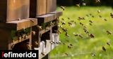 Τι θα συνέβαινε στον πλανήτη χωρίς τις μέλισσες;,