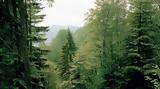 PineOptim, Μεσόγειο,PineOptim, mesogeio