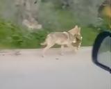 Φωκίδα, Λύκος, … VIDEO,fokida, lykos, … VIDEO