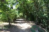 Δενδροφύτευση, Ρεματιά Χαλανδρίου,dendrofytefsi, rematia chalandriou