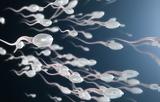 Η καλύτερη ποιότητα σπέρματος συνδέεται με μεγαλύτερη διάρκεια ζωής των ανδρών,