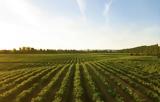 Declining Employment,Greece’s Agricultural Sector