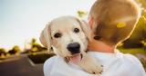 Ούτε Labrador, Poodle, Αυτές,oute Labrador, Poodle, aftes