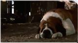 Netflix, Cujo,Stephen King