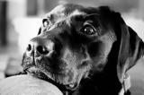 ΑΒ Βασιλόπουλος, Liberty Guide Dogs,av vasilopoulos, Liberty Guide Dogs