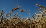 Louis-Dreyfus,RZ Agro