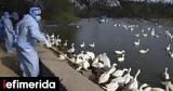 Συναγερμός, ΟΗΕ, H5N1,synagermos, oie, H5N1