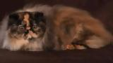 Γάτα Περσίας,gata persias