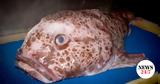 Blobfish,