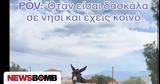 Μοναδική, Γάιδαρος,monadiki, gaidaros