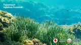 Vodafone Posidonia,Mobile World Congress 2025