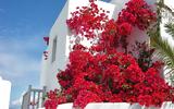 Μύκονος, Θύμα,mykonos, thyma