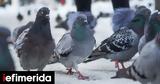 Το απλό κόλπο που κρατά τα περιστέρια μακριά από τον κήπο σας,