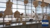 Μουσείο, Ακρόπολης, Υποδέχεται,mouseio, akropolis, ypodechetai