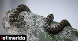 Τι προσελκύει τα φίδια στην αυλή και πώς να αποφύγετε ανεπιθύμητες επισκέψεις,